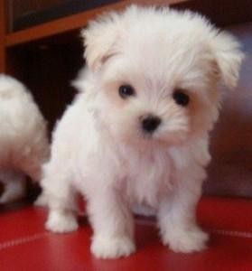 Wonderful Maltese Puppies