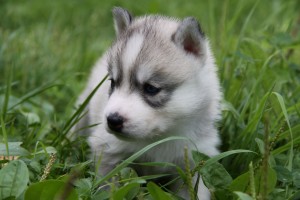 AKC Siberian Husky for Stud