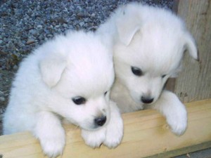 Beautiful Siberian Husky Puppies for Christmas!