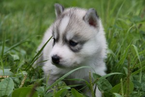 Husky/Akita Puppies for Sale