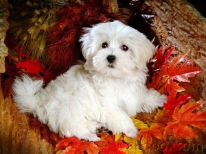 Maltese Puppies for Adoption