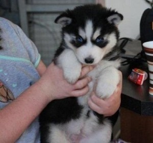 Siberian Husky Puppies Ready for Christmas!