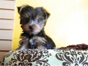 Yorkie Puppies (12 weeks Old)