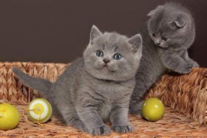 Tortie British Shorthair