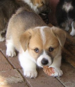 Corgi Welsh Puppies Available