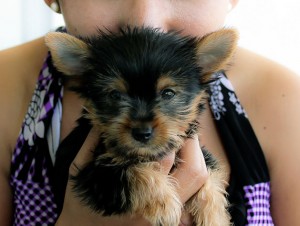 Super Teacup Yorkies Puppies For X-Mas