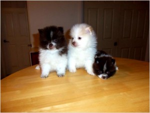 Ginger - Female Pomeranian