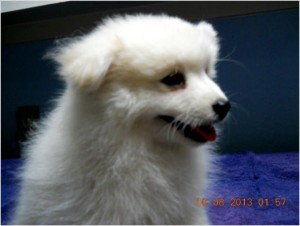 WHITE MALE POMERANIAN PUPPY - PUREBRED W/O PAPERS