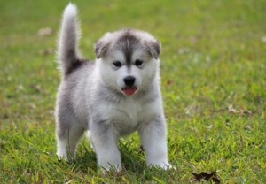 Gray &amp; White Alaskan Malamute Puppy Available