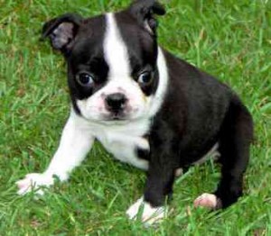 Black &amp; White Female Boston Terrier