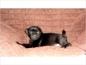 Pug Puppy