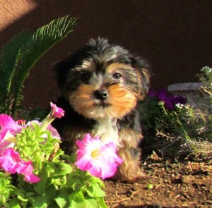 Teacup Yorkie for Adoption