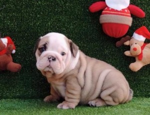 Gorgeous English Bulldog Puppies for Xmas