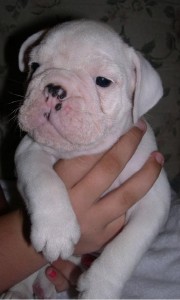 English Bulldog Puppies for Adoption