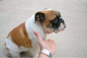 2 French Bulldog Puppies