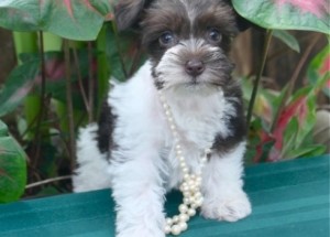 Miniature Schnauzer Puppies