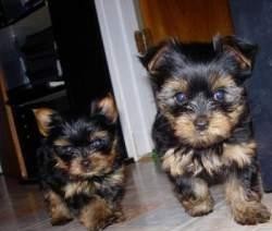 Teacup Yorkie Puppies