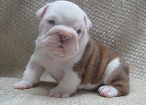 Brown/White English Bulldogs