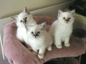 2 Seal Point Birman kittens