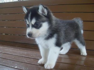 Purebred Siberian Husky Pups