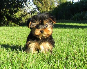 Cute Yorkie Puppies