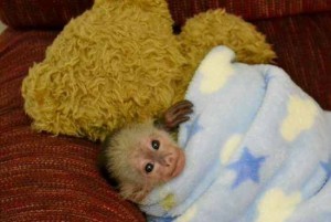 Loving Capuchin Monkey
