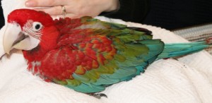 2 Beautiful Green Winged Macaws + Cage For Christmas
