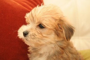 Maltese Puppies for Sale