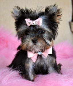 Chocolate Male Yorkie