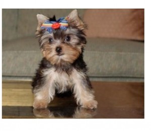 Cute Yorkie Puppies