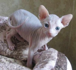 Male and Female Sphynx Kittens