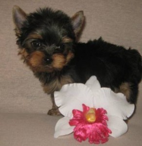 Purebred Yorkshire Terrier Pups