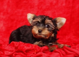 Amaizing Yorkie for Sale