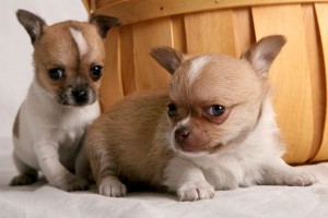 Chihuahuas for Sale for Xmas