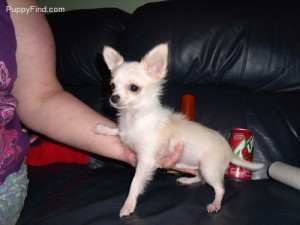 Chihuahua Puppy for Sale