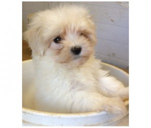 Maltese Puppies -  2 Females