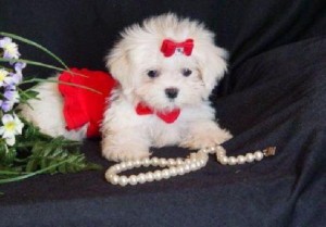 Maltese Pups for Available for X-mass