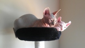 Sphynx Kittens, Tan &amp; Blue.