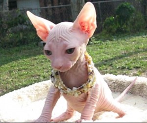 Bo-colored Female Sphynx Cats