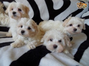 ***3 months Miniture Bolognese Puppies For Xmas****