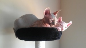 Pointed Male Sphynx Kittens