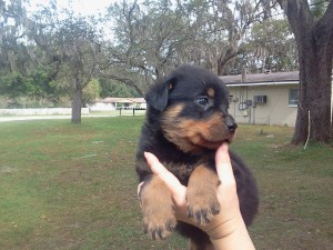 German Rottweilers