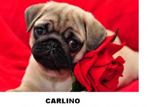 12 weeks Pug Puppy Available
