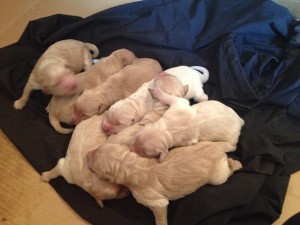 Golden Retriever Pups (half English Creme)