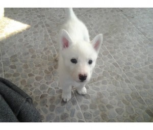 Siberian Husky for Sale