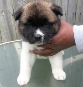 3 beautiful Akita Puppies