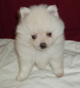 Cream White Pomeranian Puppies Available