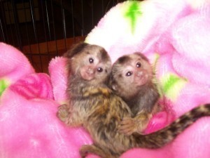 Healthy Pygmy Marmoset monkeys