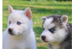 Siberian Huskies Puppies for Adoption