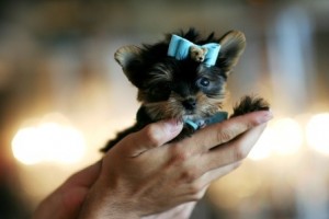 Yorkshire Terrier Puppies